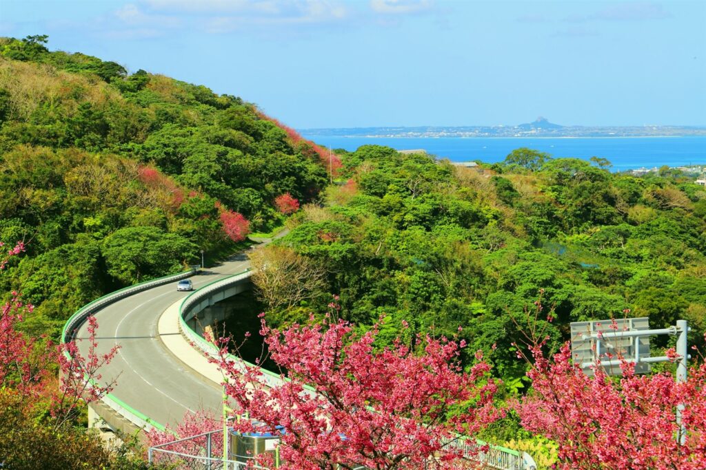 寒緋桜が咲く春の沖縄の道と海